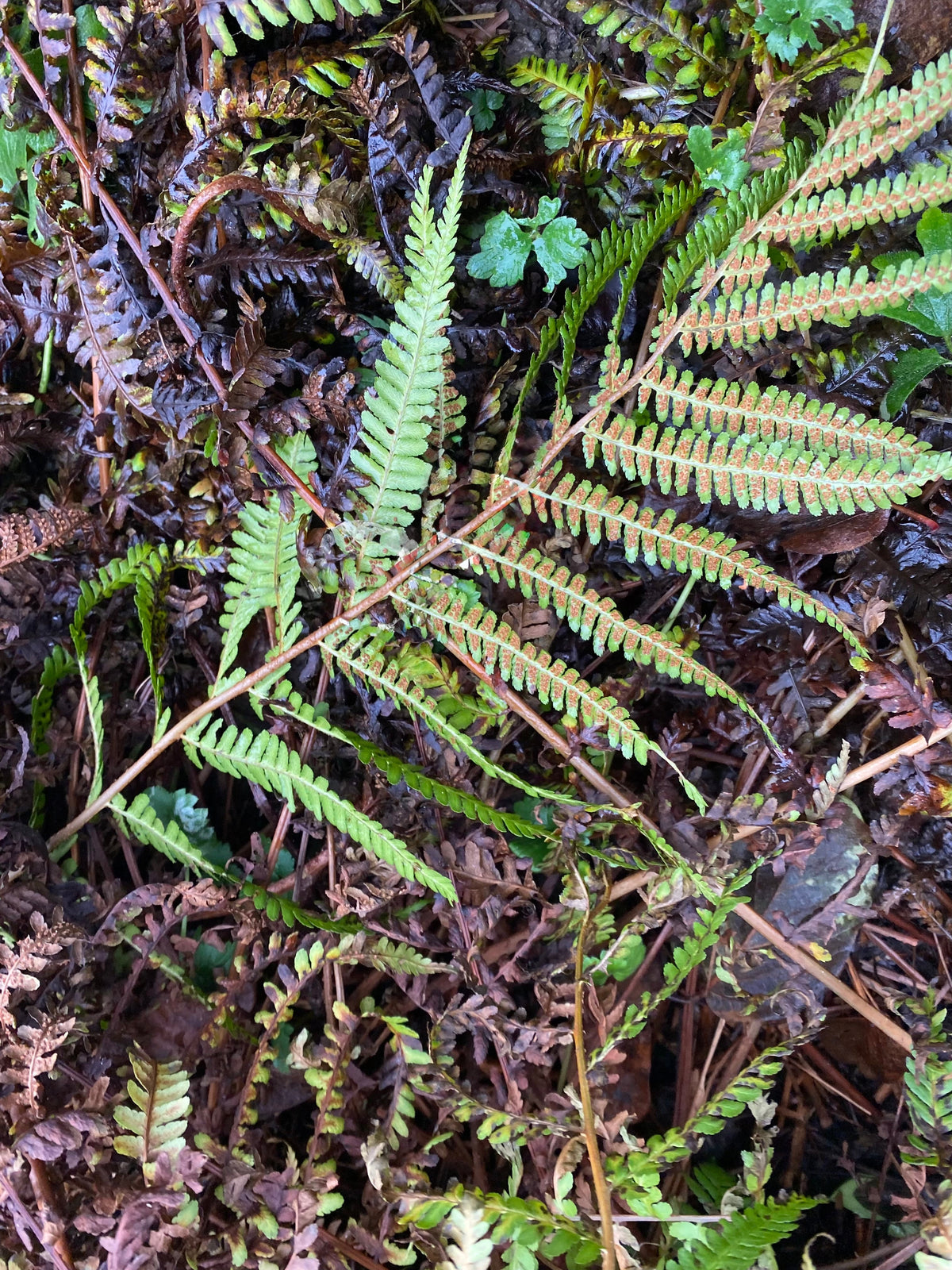 A vif - One Leaf, Endless Possibilities