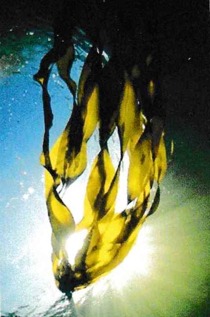 La bague algue en argent avec 10 diamants noirs - prête à être expédiée en taille 7
